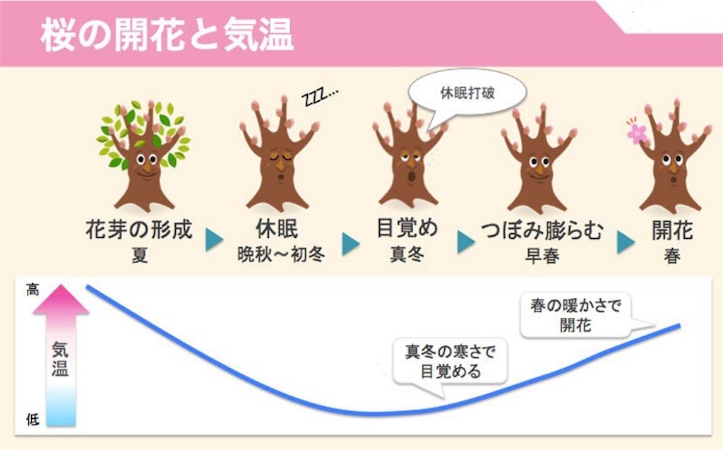 桜の開花と気温