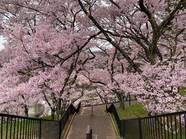 高遠城址公園の桜