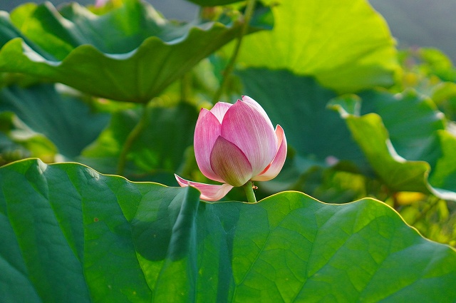 木崎湖　蓮の花
