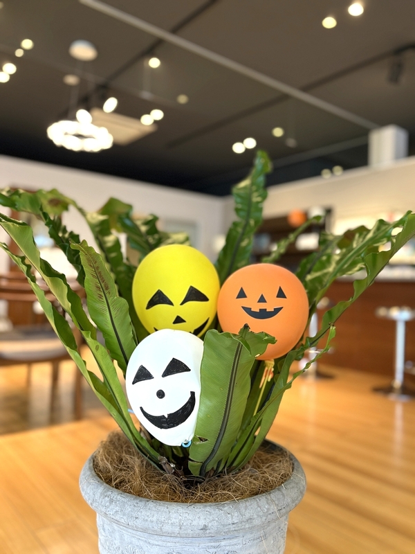 NCCプラスデコ　オオタニワタリ