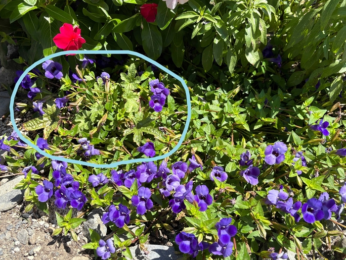 プラスデコ花壇