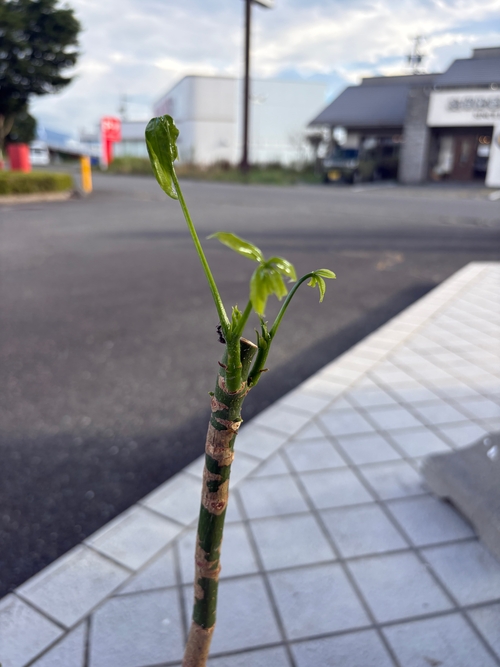 パキラ剪定