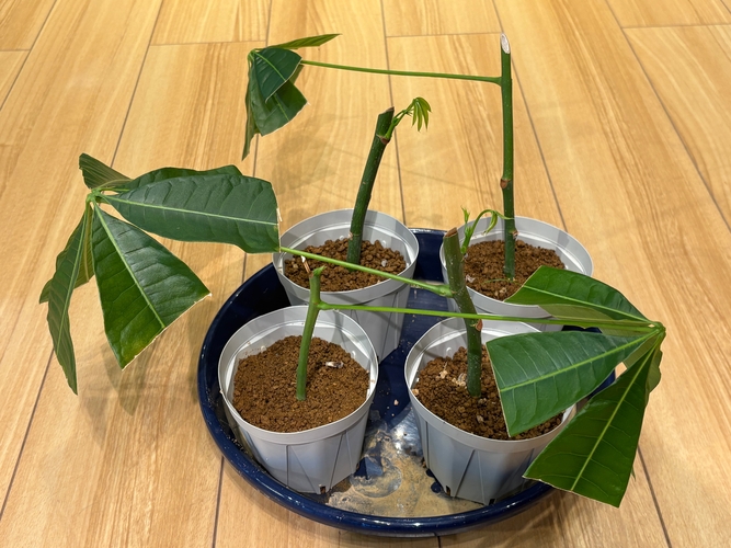 パキラ剪定　挿し木