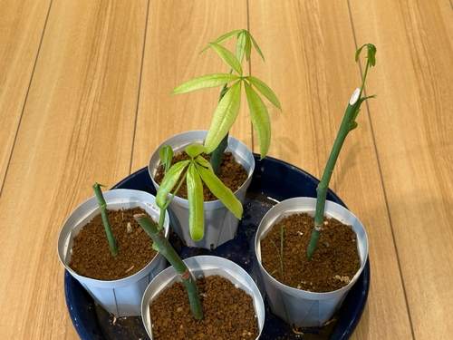 パキラ剪定　挿し木