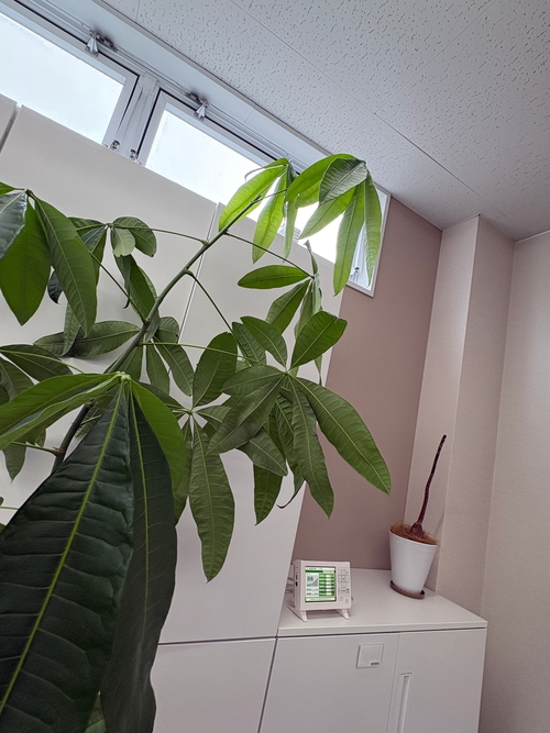 パキラ剪定