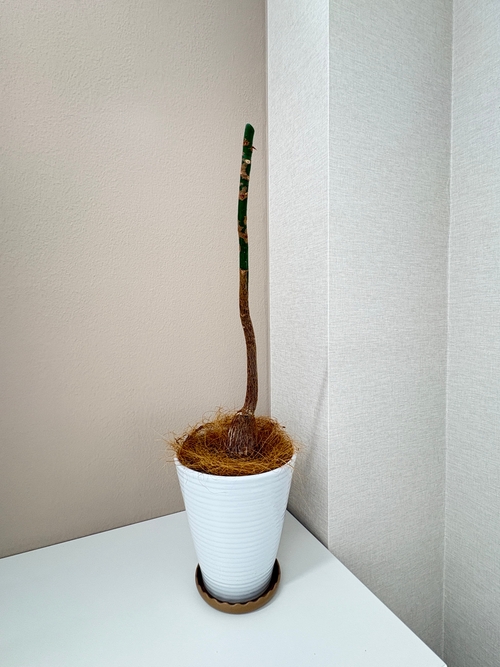 パキラ剪定