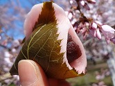 さくらもち